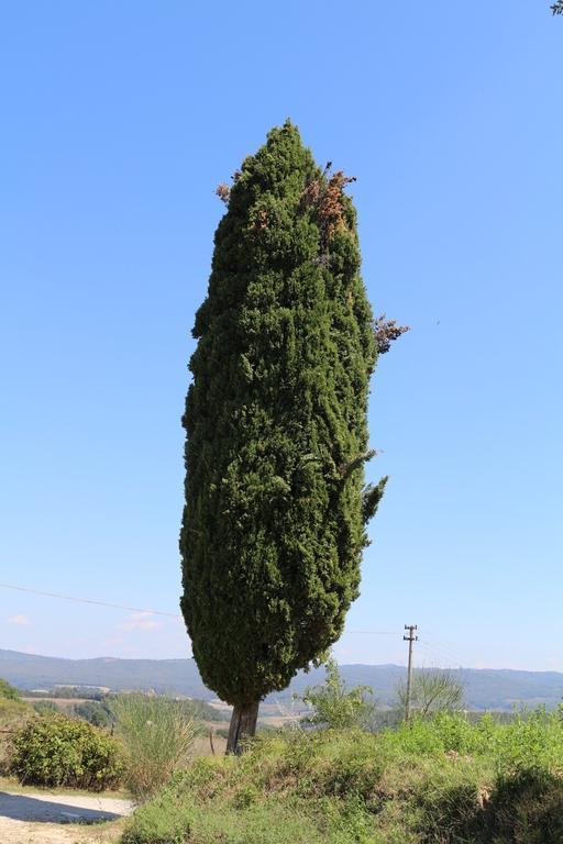 Certine Agriturismo Asciano Dış mekan fotoğraf