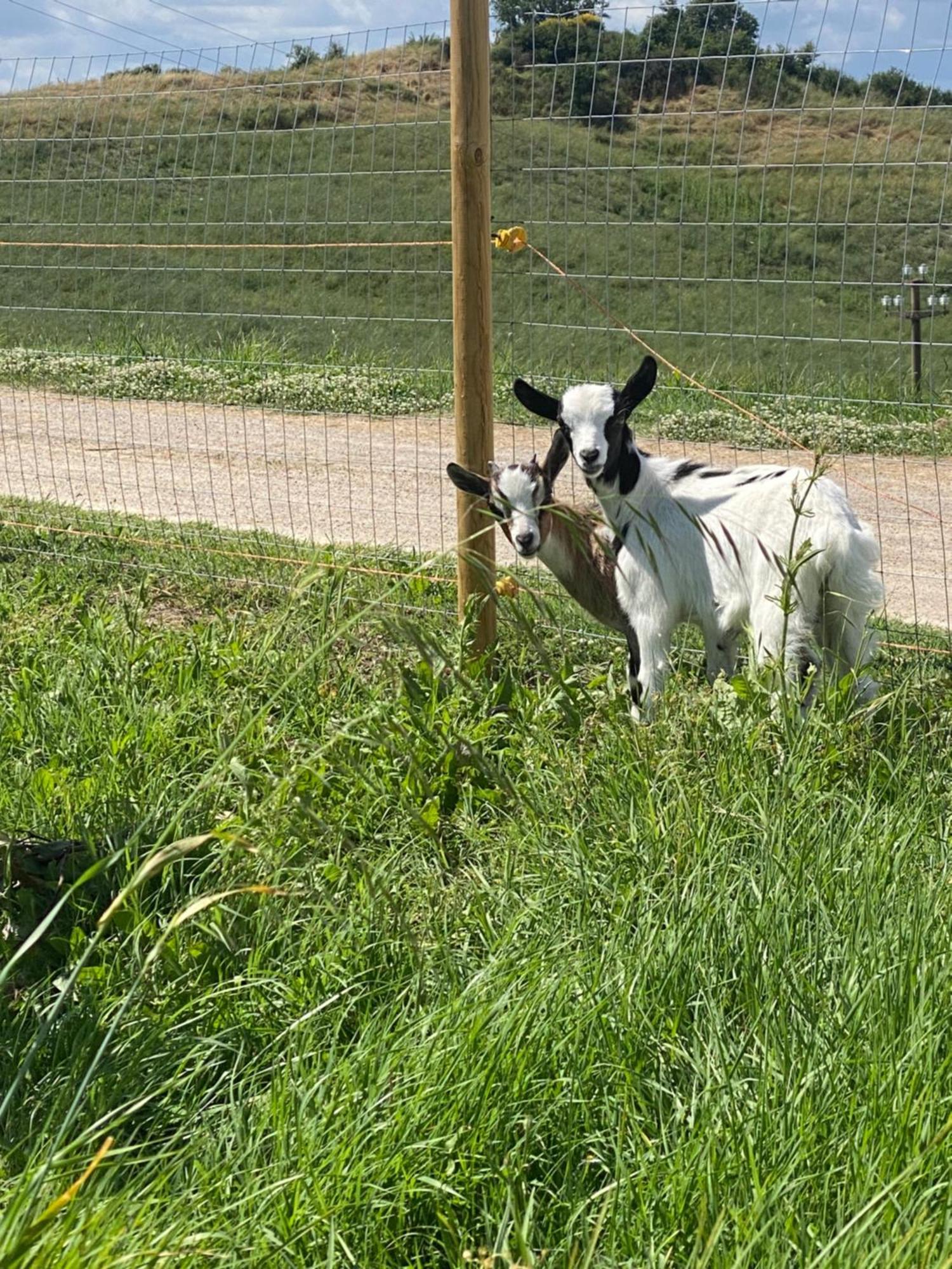 Certine Agriturismo Asciano Dış mekan fotoğraf