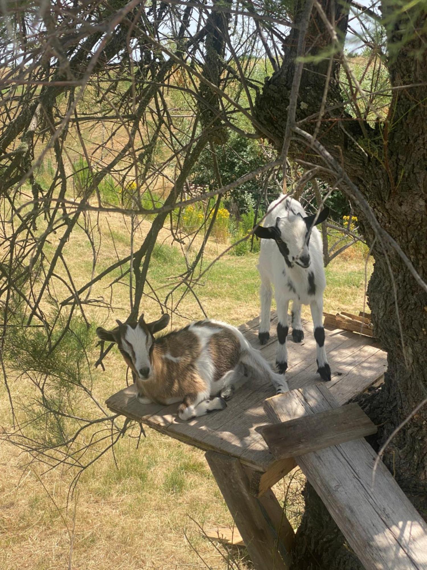 Certine Agriturismo Asciano Dış mekan fotoğraf