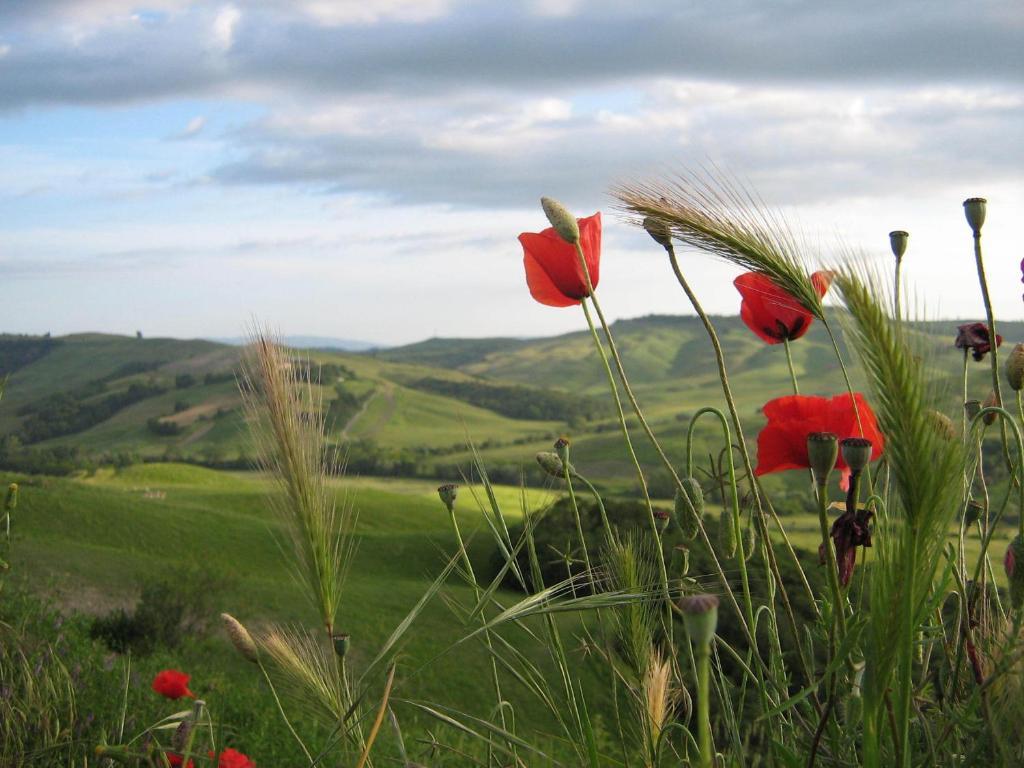 Certine Agriturismo Asciano Dış mekan fotoğraf